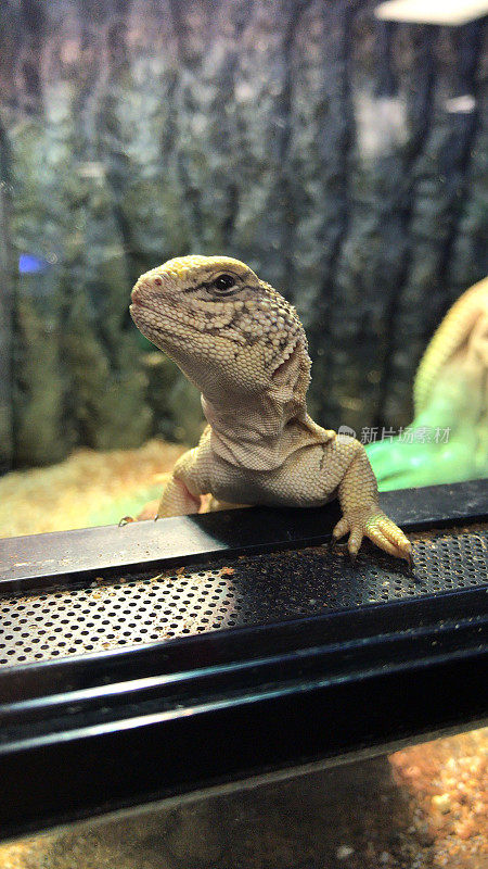 阿基矮巨蜥(Varanus acanthurus)在热灯下在一个胎养箱中变暖